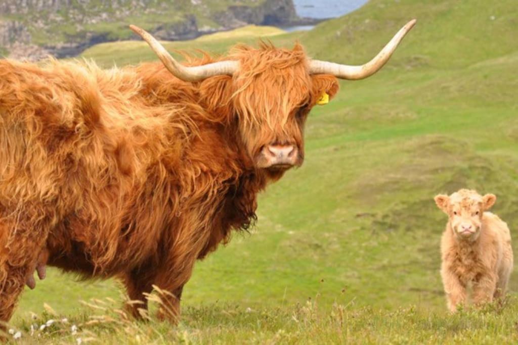 Glas Bheinn Cottage Luib Dış mekan fotoğraf